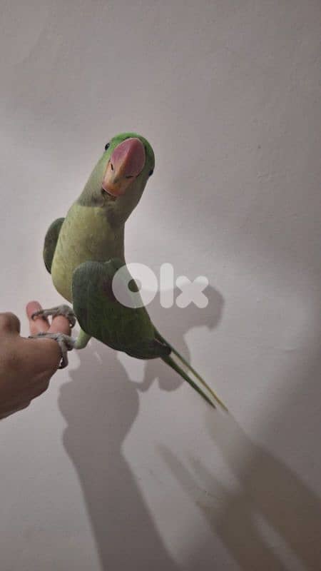 alexandrine parrot درة نيبالي 8