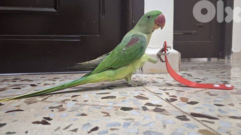 alexandrine parrot درة نيبالي 9