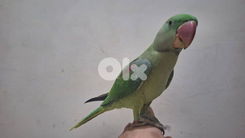 alexandrine parrot درة نيبالي 11