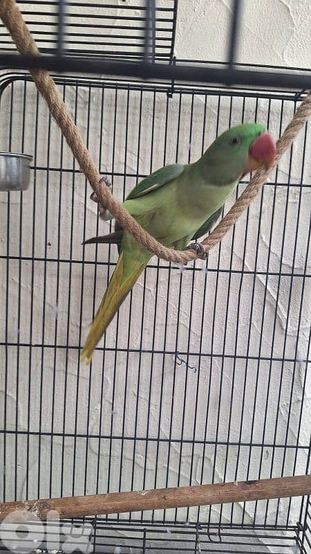 alexandrine parrot درة نيبالي 12