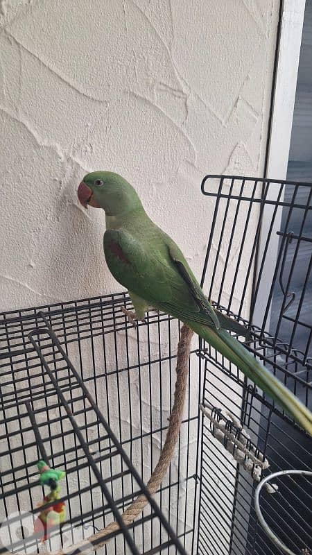 alexandrine parrot درة نيبالي (with cage) bird 450$ - cage 150$ 14