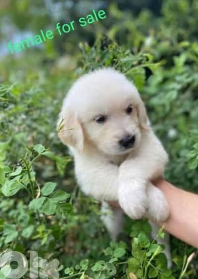 golden retriever