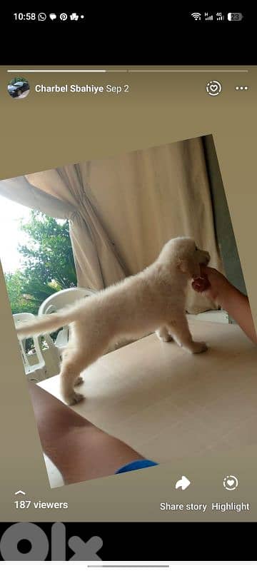 golden retriever 1