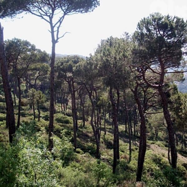 Rare land in Ajaltoun for 190,000$ 0