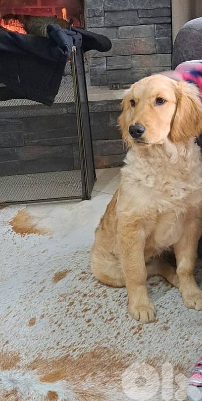 golden for sale