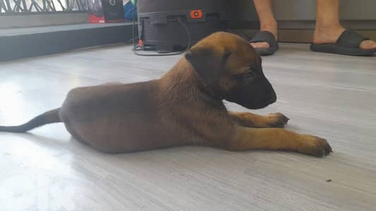 pure malinois