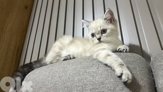 Pet Lover