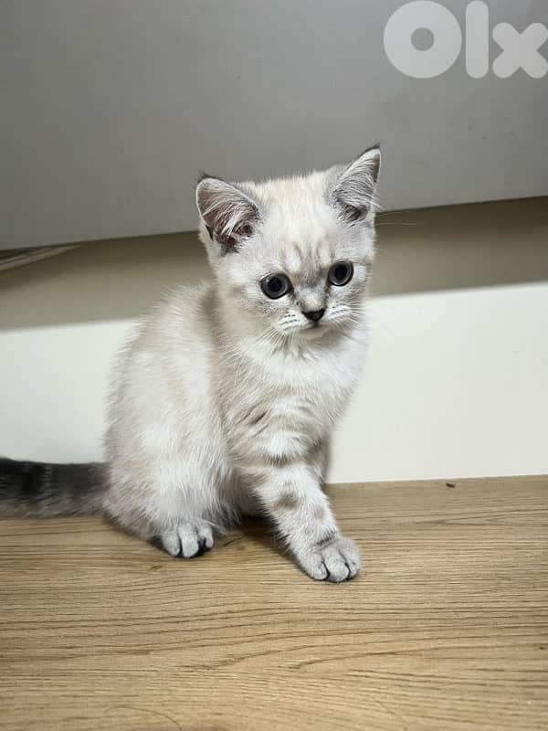 Pet Lover 2