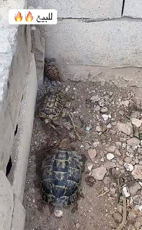 turtles / سلاحف 2