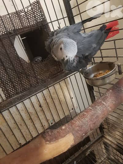 مدينه صور