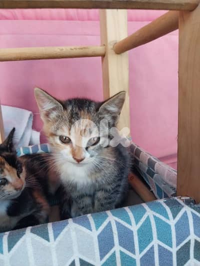 kittens for adoption