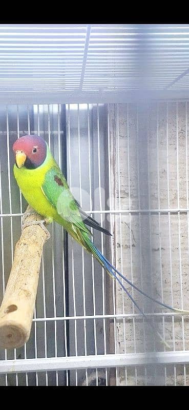 plum head parrot  طيور للبيع بداعي السفر