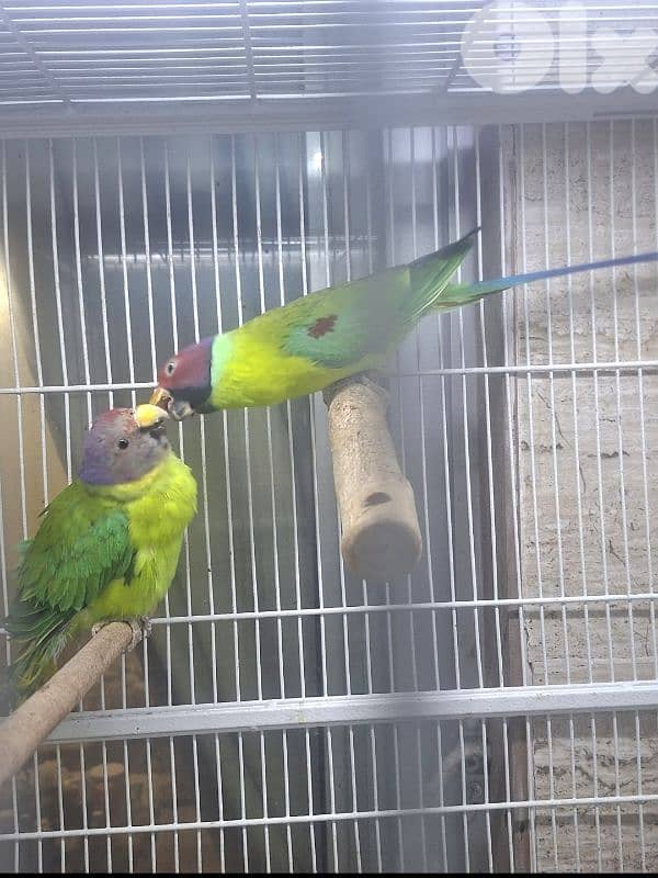 plum head parrot  طيور للبيع بداعي السفر 1