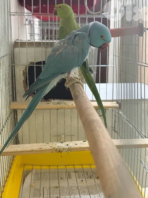 جوز ببغاء دره جاهز للانتاج 1