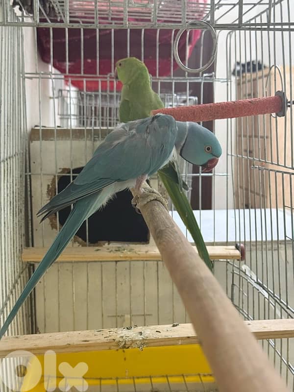 جوز ببغاء دره جاهز للانتاج 2