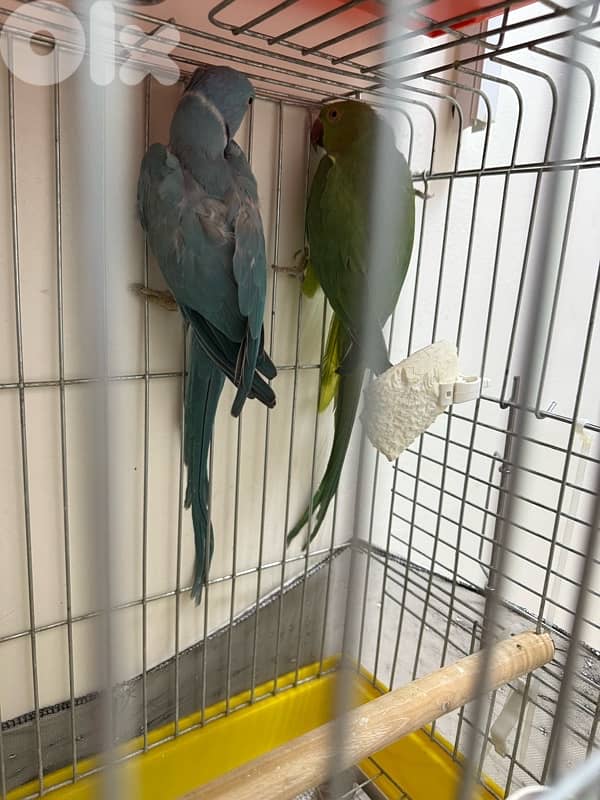 جوز ببغاء دره جاهز للانتاج 3