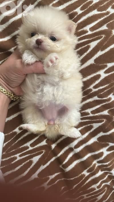 teacup Pomeranian girl