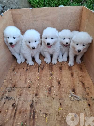 Samoyed Puppy