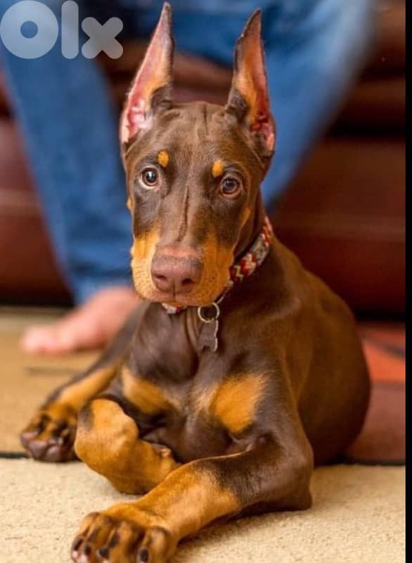 Doberman Puppies Black and tan also Brown 0