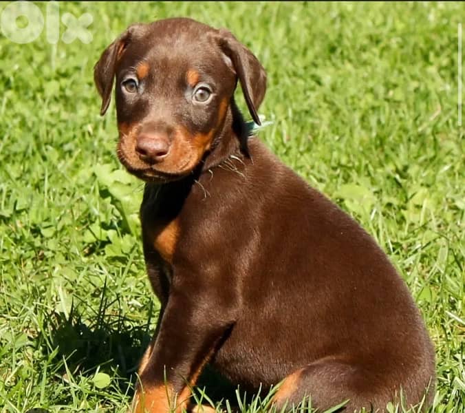Doberman Puppies Black and tan also Brown 1