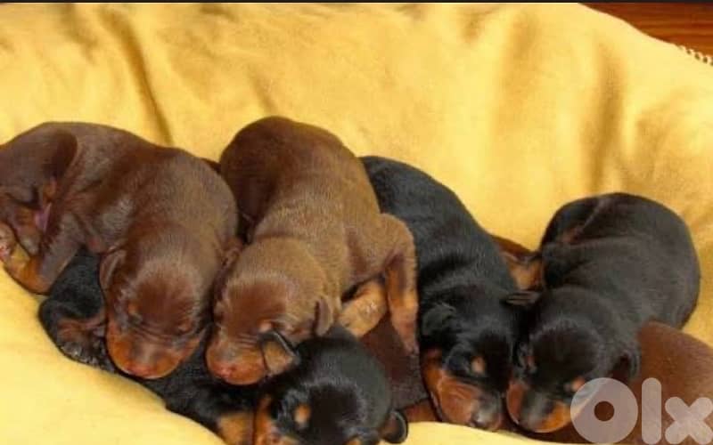 Doberman Puppies Black and tan also Brown 2