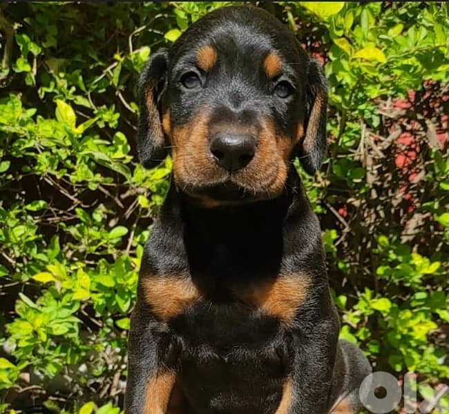 Doberman Puppies Black and tan also Brown 3