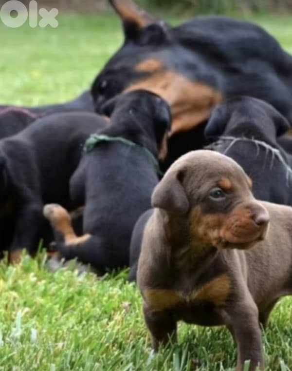 Doberman Puppies Black and tan also Brown 4