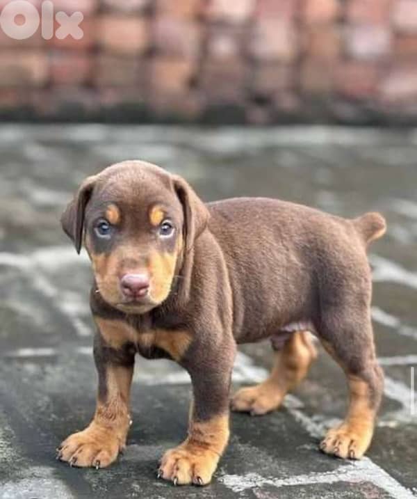 Doberman Puppies Black and tan also Brown 5