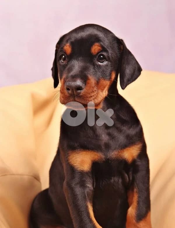 Doberman Puppies Black and tan also Brown 6
