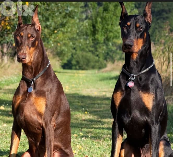 Doberman Puppies Black and tan also Brown 7