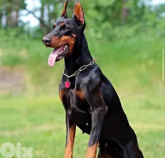 Doberman Puppies Black and tan also Brown 8