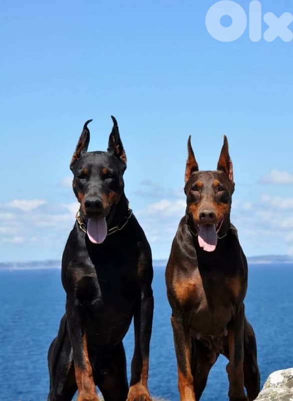 Doberman Puppies Black and tan also Brown 9