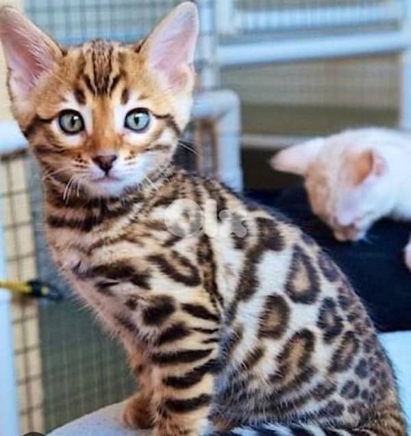 Bengal Kitten 0