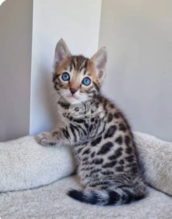 Bengal Kitten 1