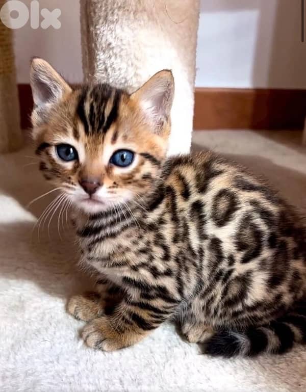Bengal Kitten 2