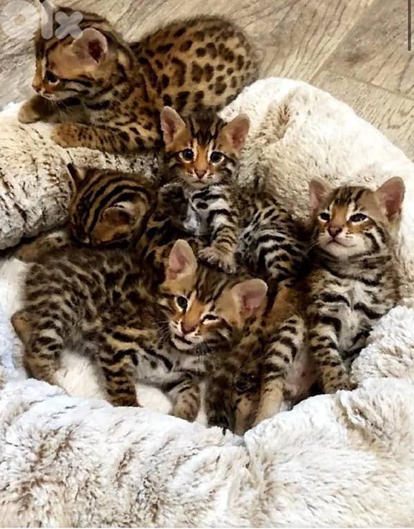 Bengal Kitten 3