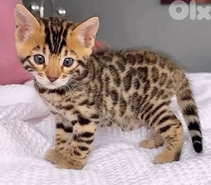 Bengal Kitten 4