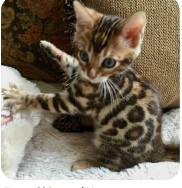 Bengal Kitten 5