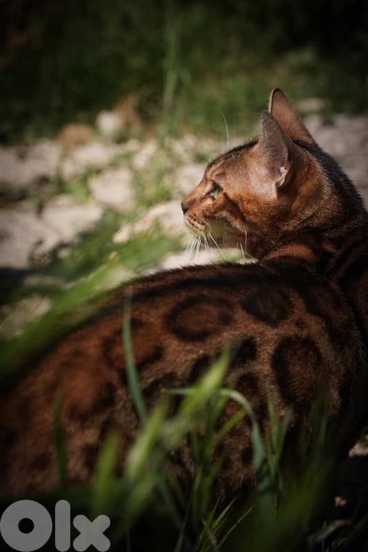 Bengal Kitten 8