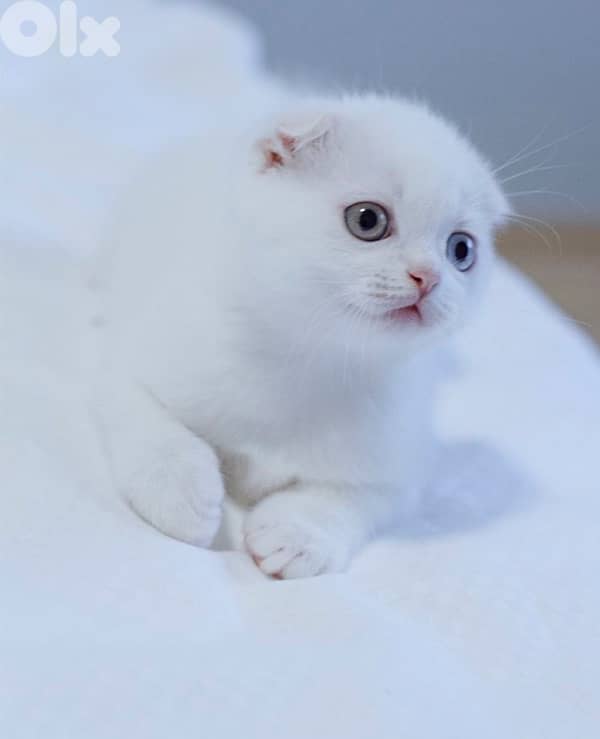 Scottish Fold white 1