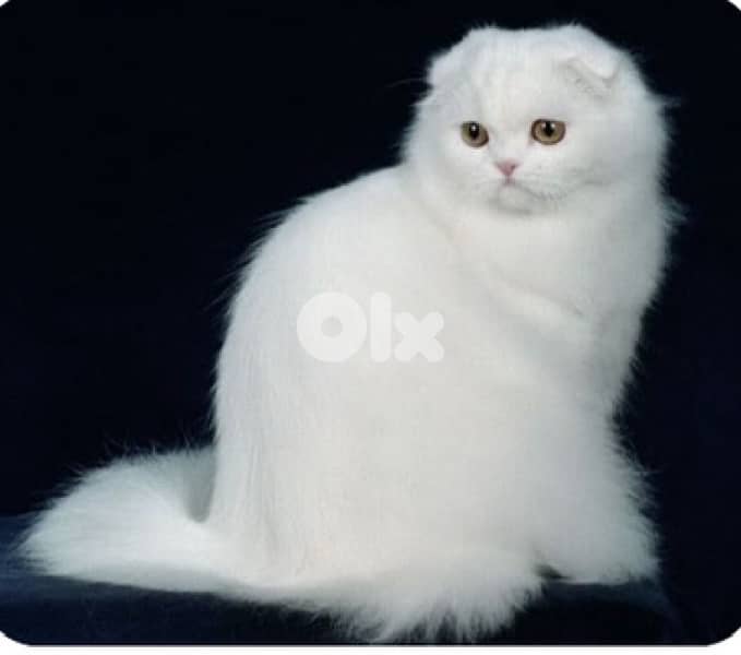 Scottish Fold white 2