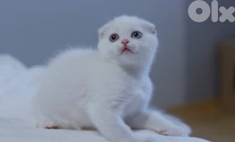 Scottish Fold white 3
