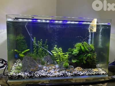 aquarium 60x30