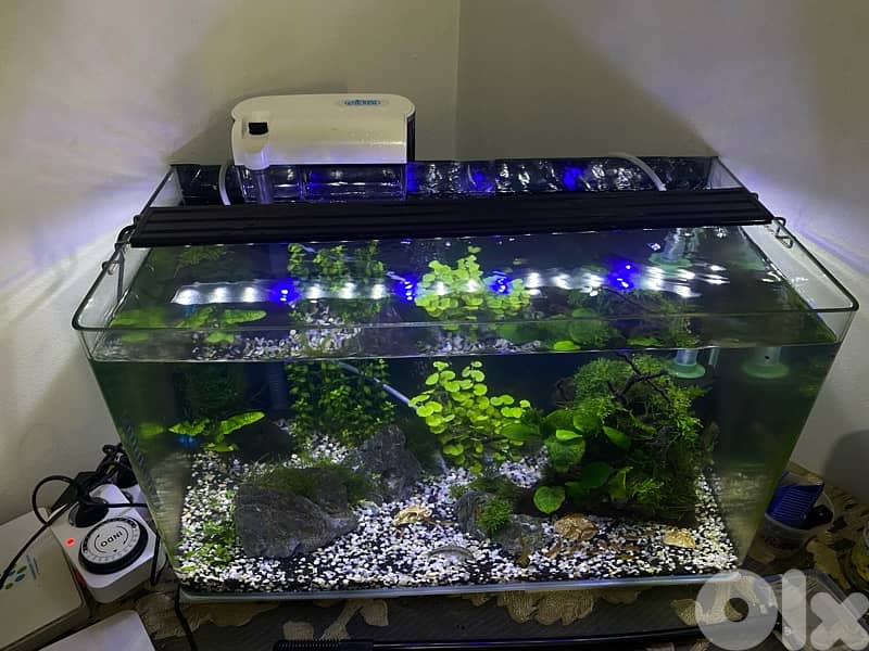 aquarium 60x30 1