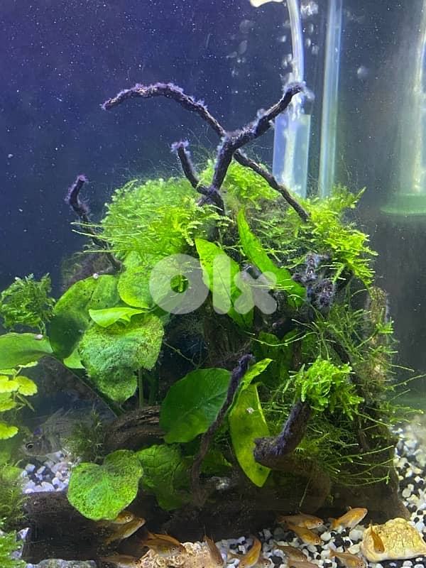 aquarium 60x30 4