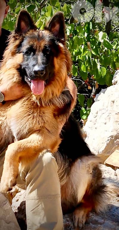 GSD male for sale