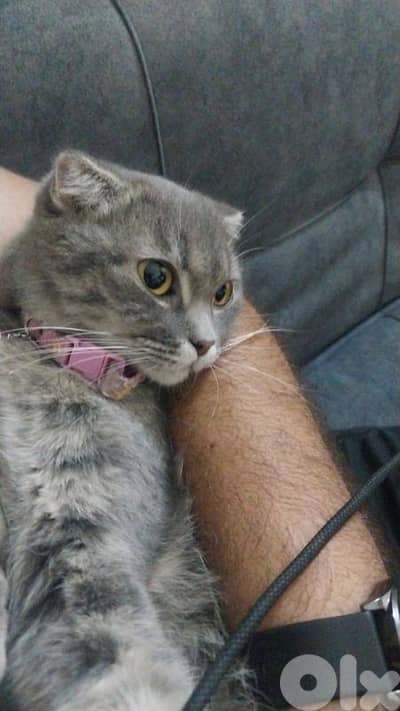 Scottish fold