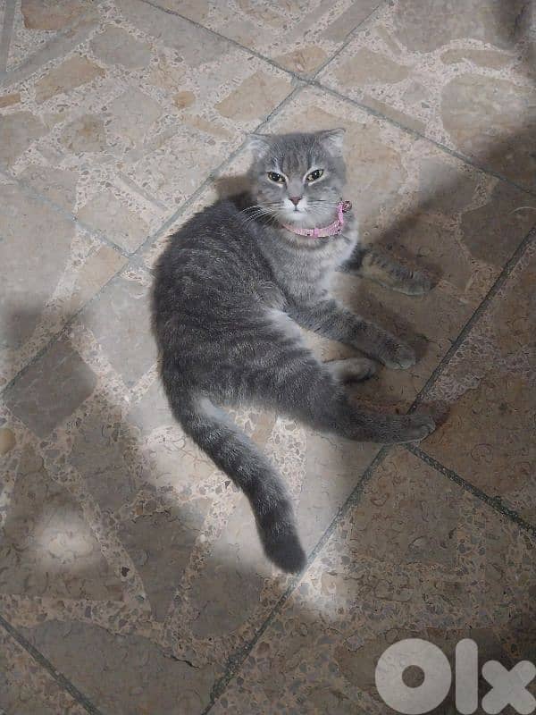 Scottish fold 1
