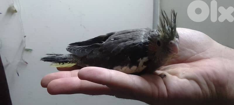 فرخ كروان حبشي تزقيم 0