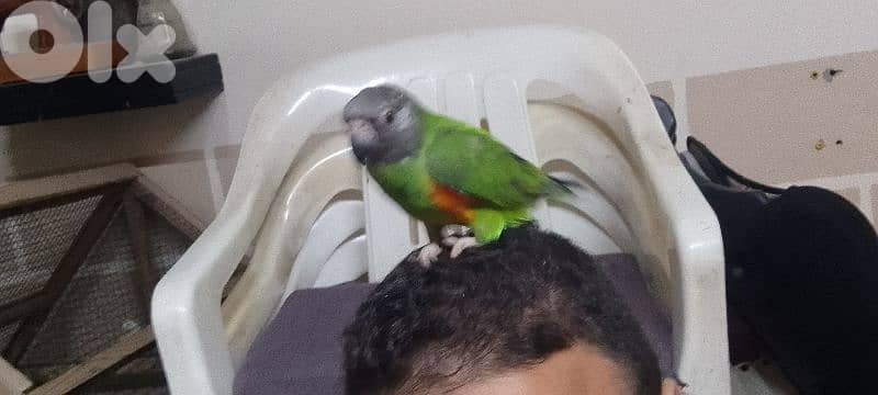 ببغاء سنغالي أليف وذكي جدا" 1